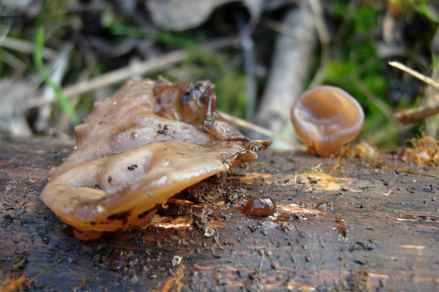 tanti funghi